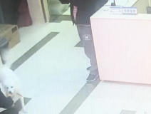 有問題找警察，薩摩耶派出所報案，不注意這件事，對狗狗致命，警察蜀黍卻幫不上忙！