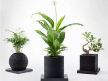 怎么除甲醛靠得牢？竹炭、植物成最大“騙局”